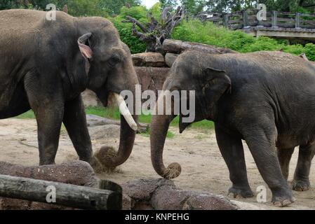 Zwei Unverlierbaren asiatischen Elefanten (Elephas maximus) in Busch Gardens, Tampa, Florida, USA Stockfoto