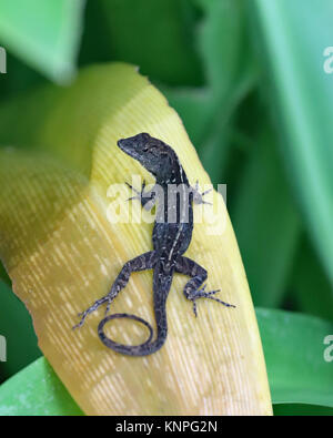 Die brown Anole Lizard (Anolis sagrei) wird auch als die Bahaman anole und De la Sagras Anole und ist ein sehr allgemeiner Anblick in den Bahamas und Florida Stockfoto