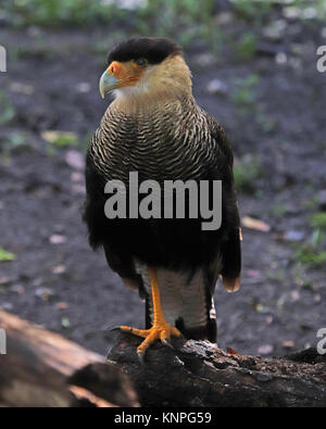 Eine tropische Falcon Version von einem Geier, der Crested Karakara ist in den USA nur in Arizona, Texas und Florida. Stockfoto