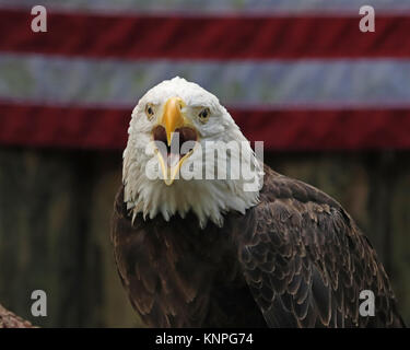 Weißkopfseeadler vor der amerikanischen Flagge mit Schnabel weit offen Stockfoto