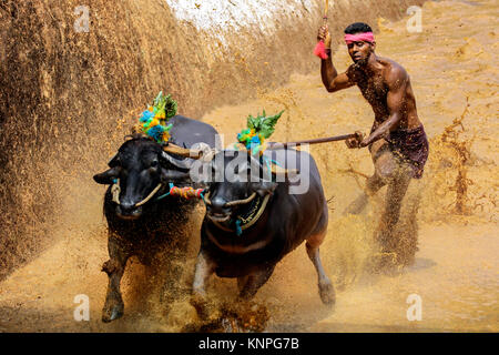 Kambala Rinder Büffel Rennen im Bezirk von Mangalore, Karnataka, Südindien, Indien, Erntedankfest, Asien, Stockfoto