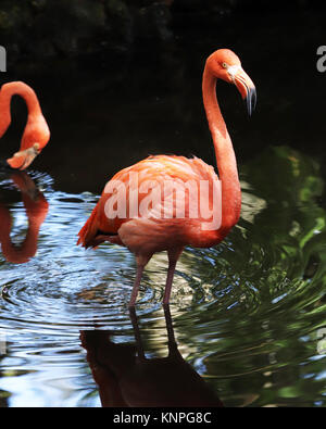 Die leuchtend rosa Federn auf der Flamingo macht dieses Wasser Vogel nicht in der Lage, für jeden anderen Vogel verwechselt zu werden. Stockfoto