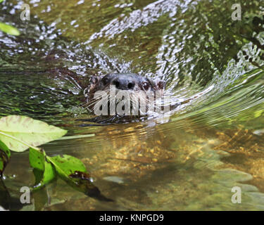 North American River Otter in seinem Lebensraum schwimmen im Homosassa Springs State Wildlife Park in Florida Stockfoto