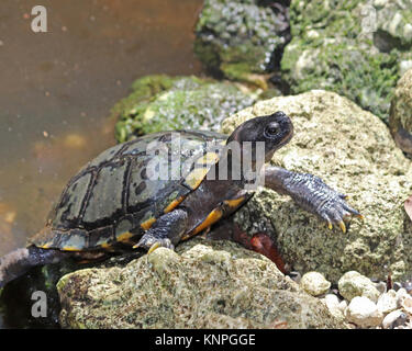 Frisches Wasser turtle Klettern aus einem Teich in Florida Stockfoto