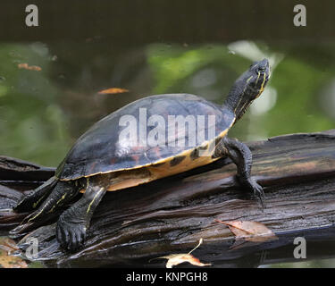 Adorable Yellow bellied Slider turtle genießen einen schönen sonnigen Florida Tag Stockfoto