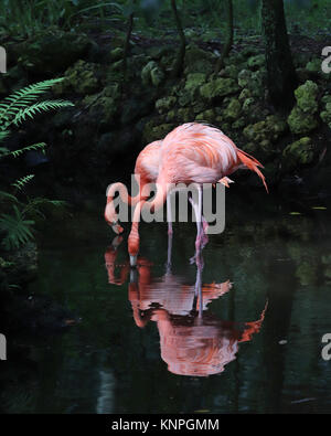 Zwei hübsche rosafarbene Flamingos auf der Jagd nach Essen in einer seichten Fluss Stockfoto