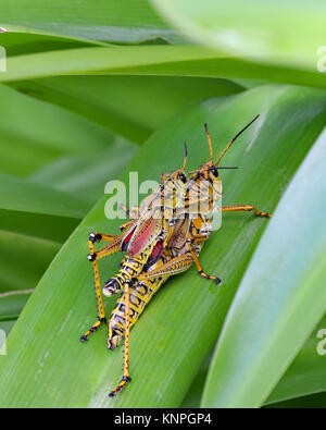 Östlichen Lubber Heuschrecken (Romalea microptera) Paaren auf grünes Blatt Stockfoto