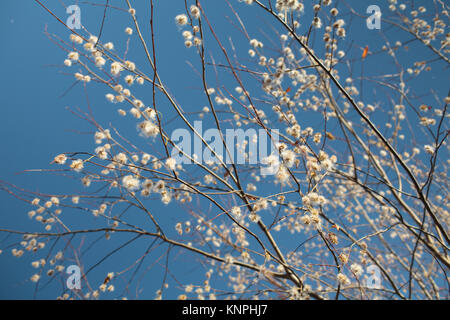 Flauschige Kätzchen der Erle in einem blauen Himmel Stockfoto