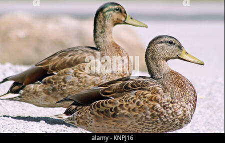 Paar Stockenten Seite an Seite ruhen auf dem Land Stockfoto