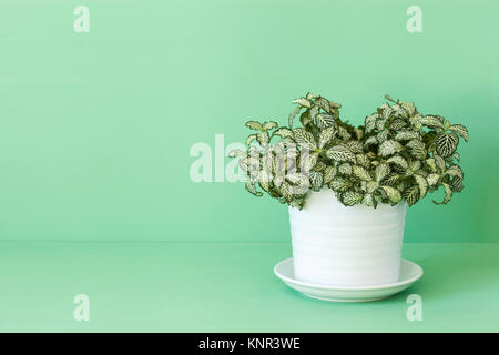 Zimmerpflanze Fittonia Albivenis im weißen Topf Stockfoto