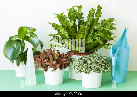 Zimmerpflanzen Asplenium Nidus, peperomia und fittonia im Blumentopf Stockfoto