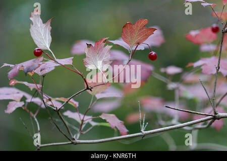 Winter Beeren - Nahaufnahme von roten Beeren auf einem Baum mit einem grünen Hintergrund Stockfoto