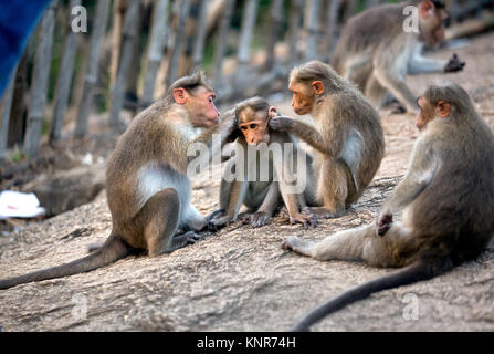 Eltern fürsorglich Affenbaby an athirappilly vazhachal Wasserfälle, wilde Leben, chalakudy, thrissur, Kerala, Indien, pradeep Subramanian Stockfoto