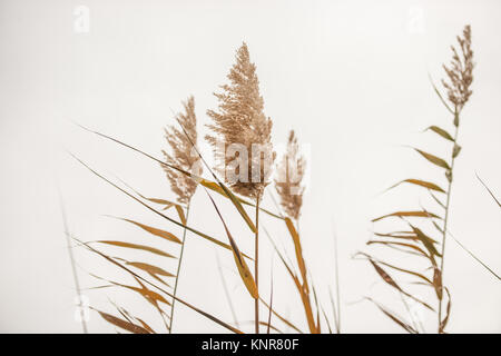 Detail der Blume der einige gemeinsame Schilf an den Ufern des Flusses Aljucen in Merida, Badajoz, Extremadura, Spanien. Stockfoto