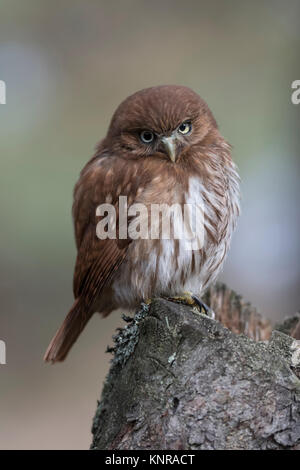 Eisenhaltige Sperlingskauz/Brasil Sperlingskauz (Glaucidium brasilianum), auf einem morschen Baumstumpf sitzend, sieht kraftvoll aber niedlich, lustige kleine Eule. Stockfoto