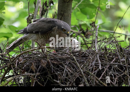 Sperber/Sperber (Accipiter nisus), erwachsene Frau stehen am Rand von seinem Nest, Fütterung der Küken, junge eingebettet zu betteln, Wildlife Stockfoto