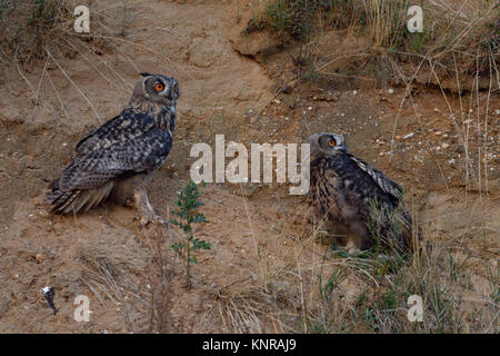 Eurasischen Uhus/Uhus (Bubo bubo), die in den Hang eines Sandkasten gehockt, gerade für etwas, attnetive, neugierig, Wildlife, Europa. Stockfoto