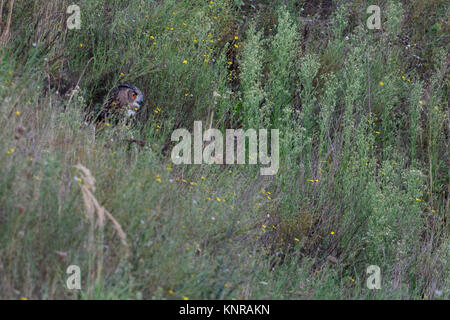 Uhu/Europäischer Uhu (Bubo bubo) sitzen, unter versteckt, zwischen Sträuchern, Büschen, Vegetation, in der Dämmerung, in der Entfernung, Wildlife, Eur Stockfoto