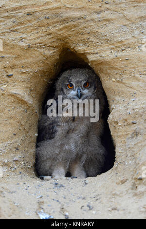 Uhu/Europäischer Uhu (Bubo bubo), Chick, stehend in der Eingang in sein Nest Burrow, sieht süß aus, Wildlife, Europa. Stockfoto