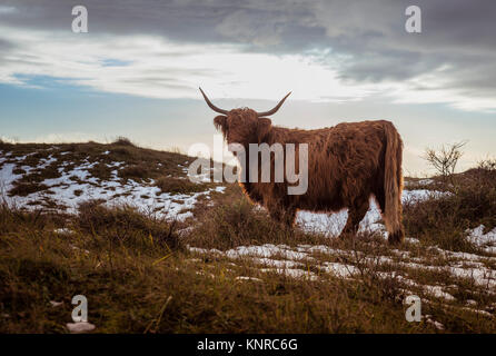 Braun galloway Kuh in den Sonnenuntergang in der Natur sind Rockanje Dünen in Holland Stockfoto