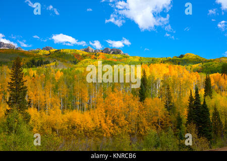 Herbst Herbst Farben des Aspen Waldungen in Kebler Pass in der Nähe von Crested Butte Colorado Nordamerika. Laub von Espen in gelb und orange Blätter Stockfoto