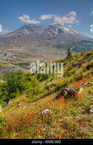 Mt St Helens mit wild wachsenden Blumen, Mt St Helens National Volcanic Monument, Washington, USA Stockfoto