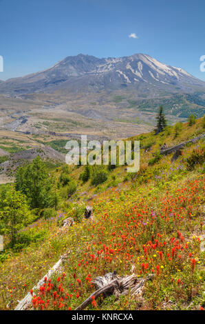 Mt St Helens mit wild wachsenden Blumen, Mt St Helens National Volcanic Monument, Washington, USA Stockfoto