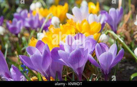 Blühen Gelb, Violett und Weiß Krokusse im Frühling Garten suinny Stockfoto