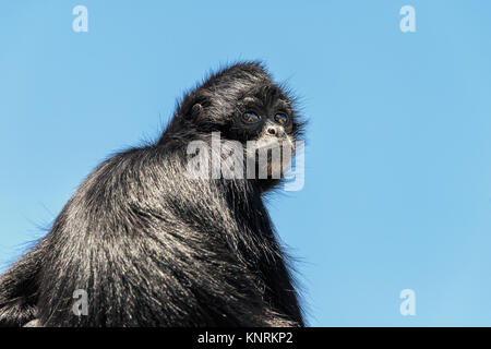 Black-Headed Spider Monkey (ateles Fusciceps) Stockfoto