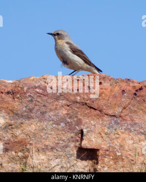 Weibliche nördliche Steinschmätzer (Oenanthe oenanthe) im Frühjahr Gefieder, Großbritannien Stockfoto