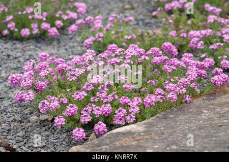 AETHIONEMA WARLEY ROSE Stockfoto