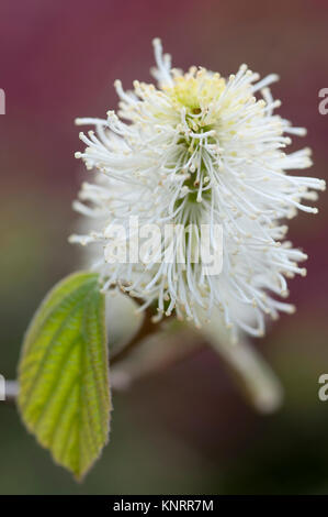 FOTHERGILLA MAJOR MONTICOLA GRUPPE Stockfoto