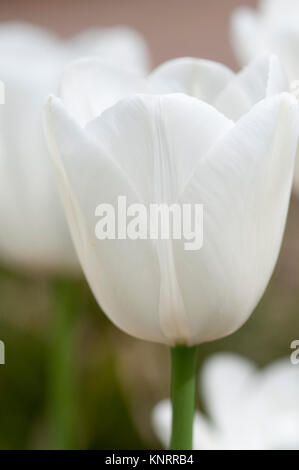 TULIPA CLEARWATER Stockfoto