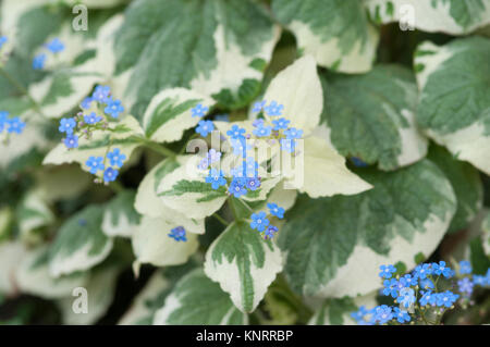 BRUNNERA MACROPHYLLA DAWSONS WEISS Stockfoto