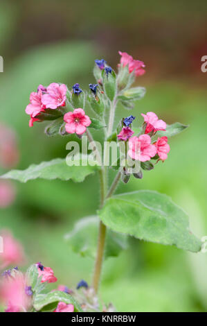 PULMONARIA RUBRA BOWLES ROT Stockfoto