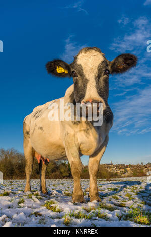 Eine junge Kuh steht am späten Nachmittag Sonnenschein in einem schneebedeckten Wiltshire im Dezember. Stockfoto