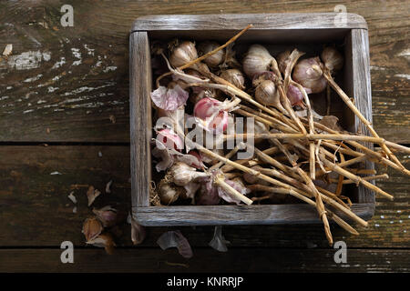 Frisch getrocknete Knoblauch in der Kiste, Nahrung über Stockfoto