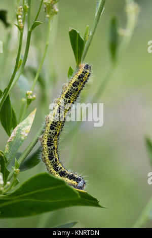 Großer Kohlweißling, Raupe, Raupen, Kohlweißling, Kohl-Wei SSling, Pieris brassicae, Grosser Kohlweissling, große weiße, Kohl Schmetterling, Kohl Whit Stockfoto