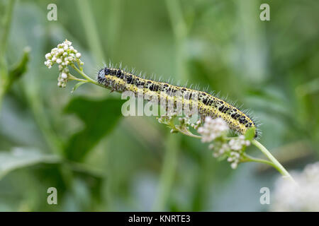 Großer Kohlweißling, Raupe, Raupen, Kohlweißling, Kohl-Wei SSling, Pieris brassicae, Grosser Kohlweissling, große weiße, Kohl Schmetterling, Kohl Whit Stockfoto