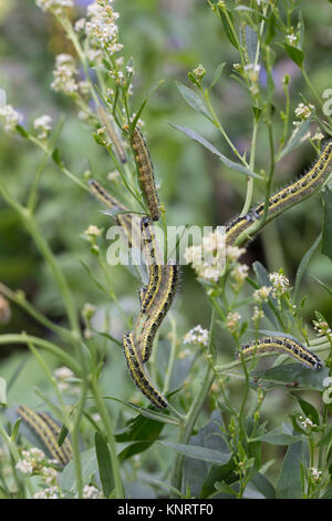 Großer Kohlweißling, Raupe, Raupen, Kohlweißling, Kohl-Wei SSling, Pieris brassicae, Grosser Kohlweissling, große weiße, Kohl Schmetterling, Kohl Whit Stockfoto