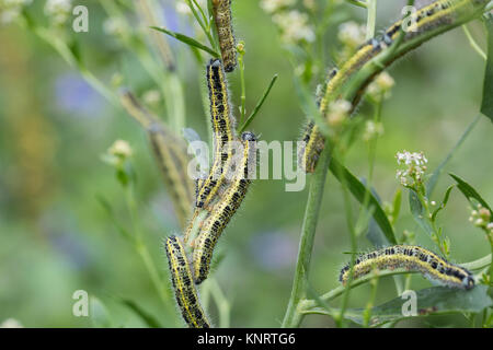 Großer Kohlweißling, Raupe, Raupen, Kohlweißling, Kohl-Wei SSling, Pieris brassicae, Grosser Kohlweissling, große weiße, Kohl Schmetterling, Kohl Whit Stockfoto