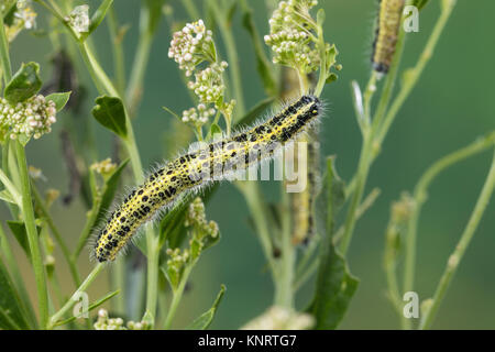 Großer Kohlweißling, Raupe, Raupen, Kohlweißling, Kohl-Wei SSling, Pieris brassicae, Grosser Kohlweissling, große weiße, Kohl Schmetterling, Kohl Whit Stockfoto