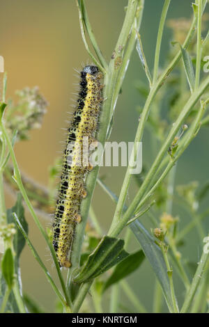 Großer Kohlweißling, Raupe, Raupen, Kohlweißling, Kohl-Wei SSling, Pieris brassicae, Grosser Kohlweissling, große weiße, Kohl Schmetterling, Kohl Whit Stockfoto