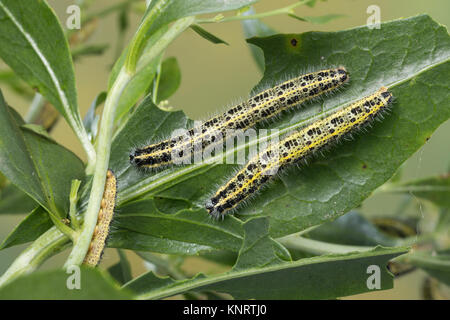 Großer Kohlweißling, Raupe, Raupen, Kohlweißling, Kohl-Wei SSling, Pieris brassicae, Grosser Kohlweissling, große weiße, Kohl Schmetterling, Kohl Whit Stockfoto