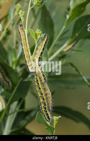 Großer Kohlweißling, Raupe, Raupen, Kohlweißling, Kohl-Wei SSling, Pieris brassicae, Grosser Kohlweissling, große weiße, Kohl Schmetterling, Kohl Whit Stockfoto