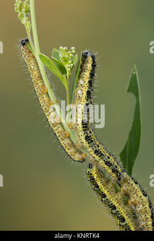 Großer Kohlweißling, Raupe, Raupen, Kohlweißling, Kohl-Wei SSling, Pieris brassicae, Grosser Kohlweissling, große weiße, Kohl Schmetterling, Kohl Whit Stockfoto