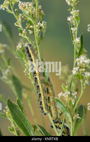 Großer Kohlweißling, Raupe, Raupen, Kohlweißling, Kohl-Wei SSling, Pieris brassicae, Grosser Kohlweissling, große weiße, Kohl Schmetterling, Kohl Whit Stockfoto