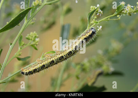 Großer Kohlweißling, Raupe, Raupen, Kohlweißling, Kohl-Wei SSling, Pieris brassicae, Grosser Kohlweissling, große weiße, Kohl Schmetterling, Kohl Whit Stockfoto