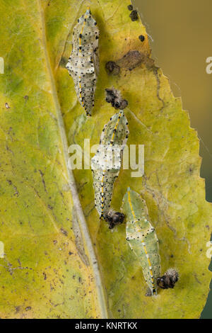 Großer Kohlweißling, Puppe, Gürtelpuppe, Kohlweißling, Kohl-Wei SSling, Pieris brassicae, Grosser Kohlweissling, große weiße, Kohl Schmetterling, Kohl Stockfoto