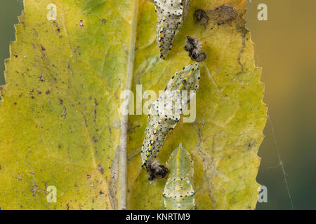 Großer Kohlweißling, Puppe, Gürtelpuppe, Kohlweißling, Kohl-Wei SSling, Pieris brassicae, Grosser Kohlweissling, große weiße, Kohl Schmetterling, Kohl Stockfoto